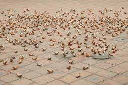 Dust bathing, 2017, 1250 birds molded in clay
