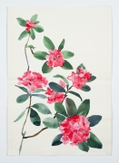 Rhododendron, from the Florals series, c. 1984, Watercolor on paper